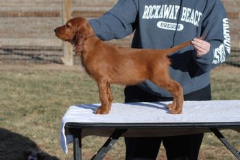 Black boy at 8 wks.
