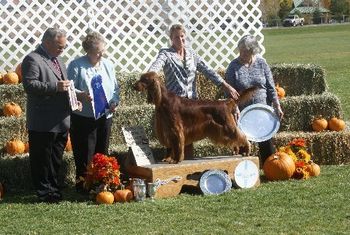 Taking the show picture for winning the group at the Sporting Dog Classic in Rio Rancho, NM.
