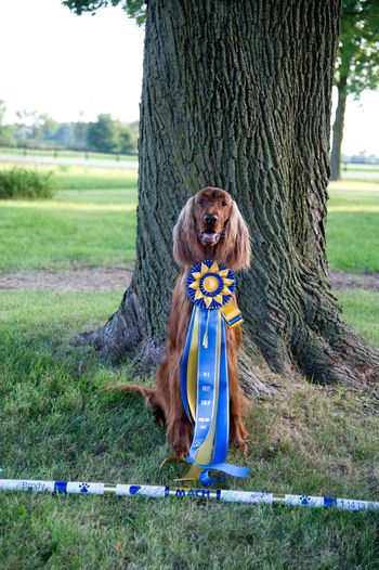 Brody getting his MACH title!!!!  He is now a dual conformation and Agility champion!!  I am so proud of him and his trainer/owner Kris Kamholz - they are an amazing team!!  Brody is now CH. MACH Galewinns Huntersglen Badlands MXB MJB MXF   July 2013
