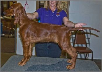 Blaise at her first training class at 16 weeks old.
