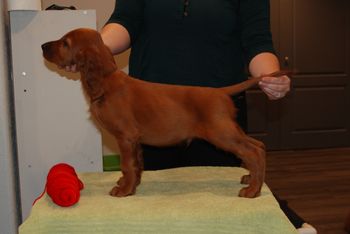 8 wks red boy
