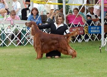 Shea and Bagger showing in Juniors at the Irish Setter National in Waukesha, Wisconsin. As usual, Shea did a beautiful job with Bagger and he LOVED every minute of it!! June 2010

