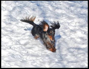 Baxter running in the snow.
