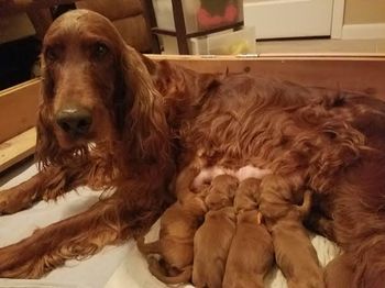 Kash is being a great mom with the first four babies...but we got more in there!
