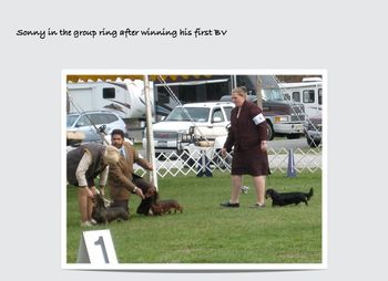 Sonny in the group ring!! Yes, he won the breed over a top special at 11 mo of age. And...he made a cut in the group!!! Oct. 2010
