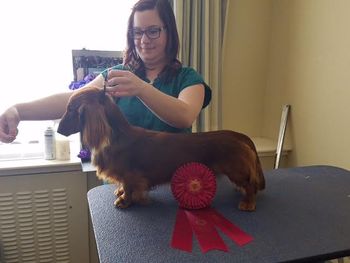 Digger takes a second place in the 12-18 class at DCA (Dachshund Club Of America).  We were so proud of him!
