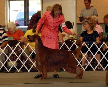 Bagger in the Veteran Sweeps ring. He was handled beautifully by Melissa Money. June 2010
