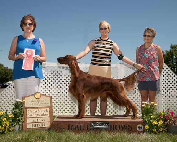 "SIMMA"
Galewinns Simma Down
(BISS GCHB. CH. Galewinns Rio Grande x GCH. Galewinns Redtale Fun Is Good NA, OAJ)