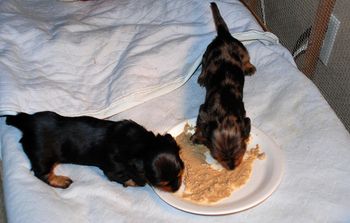 Had their first "real meal" yesterday - they both did great!
