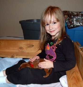 My grandaughter, Payton, came over tonight and played with the puppies. She sure enjoys them. Oct. 2012
