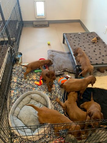 Puppies in their new digs.
