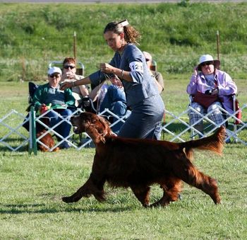 Bagger winning Best Veteran in Sweepstakes at the Irish Setter Club of American National Show in Oklahoma City, OK on May 4th, 2011. It was such a wonderful win!!!
