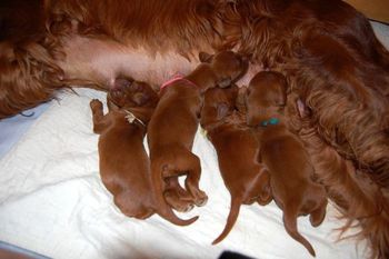 They are 3 days old already - look how much they have grown!
