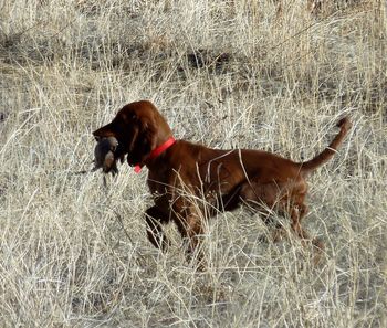 "Jeager" at his first training session in the field. He retrieved which is soooo cool!! (Jeager is the blue boy). Jan 2012
