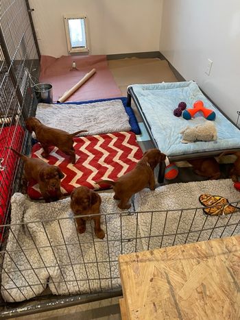Puppies got moved to their new digs today.  They were a bit overwhelmed with the extra space! lol
