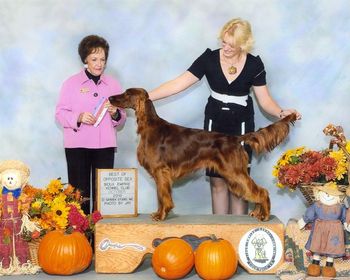 "Ares" Galewinns Tramore An Air of Grace Owners: Bethany & Jeff Beier Springfield, NE His first 2 points!! Oct. 2010
