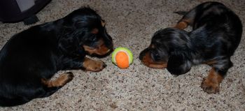 They are getting more playful - both with toys and with each other.
