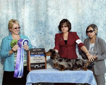 Kaycees Galewinns Starburst At Wagsmore MLD "Rascal" winning a 4 point major in California with owner Karyn Dionne at just 10 months old! Way to go Karyn & Rascal!! Nov. 2012
