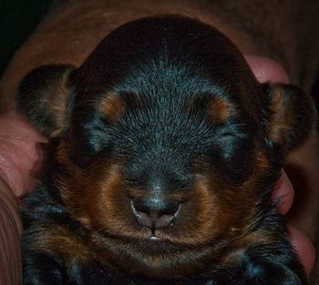 Beanie at 13 days old - her eyes are just starting to open.
