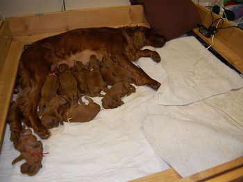 All 13 in the whelping box - quite a pile of puppies huh!!
