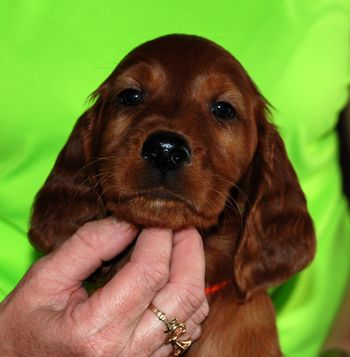 7 wks Orange girl
