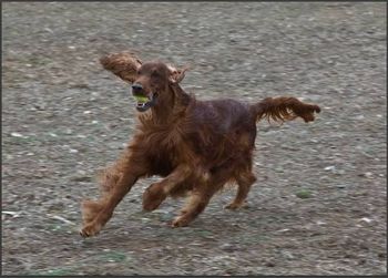 Bagger running in the yard - he always has a tennis ball or a toy in his mouth!!
