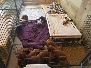 Puppies got moved downstairs to their new "digs".  They are enjoying the extra room!
