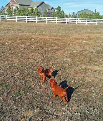 Such a beautiful day in Colorado - the puppies got to go out in the "big yard" and had a ball!
