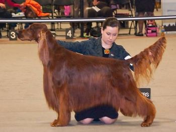 Shea & Bagger shwoing at the Irish Setter Specialty in Secaucus, NJ. Shea won her class all 3 days!! 2/09
