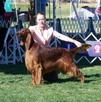 Bravo at the Sporting Dog show in New Mexico. His first time in the ring as a special.
