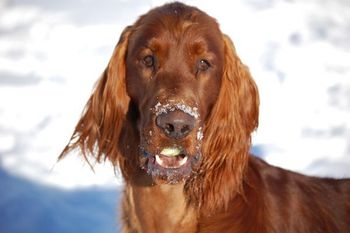 Bravo - see the tennis ball in his mouth that he found even in the snow!
