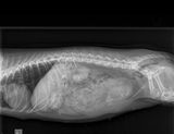 Xray of Jersey showing one puppy.
