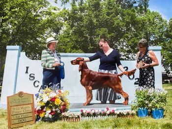 Ridge wins the 9-12 month class at the National Irish Setter Show in June of 2022.
