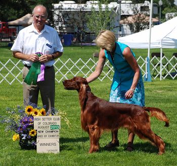 Tank wins a 5 point major at the Colorado Irish Setter Specialty show to finish his championship.  What a great way to finish!! Aug 2013
