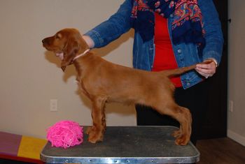 Pink girl at 9 weeks old.
