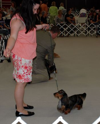 Willy being shown at the Dachshund National in Missouri. May 2013
