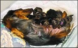 Dally and her first litter - the pups are only a few days old. Dally was a great mom!
