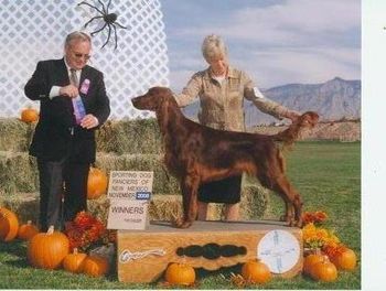"Pierce" Tramore Galewinns Mak'n An Impact (Ch. Galewinns Put Me In Coach x Ch. Tramore Imperial Impetuous Imp) Owners: Ginny Swanson & Pam Gale Pierce is pictured winning a 3 pont major at theRio Rancho Sporting Dog Classic in New Mexico in Nov. 2008.
