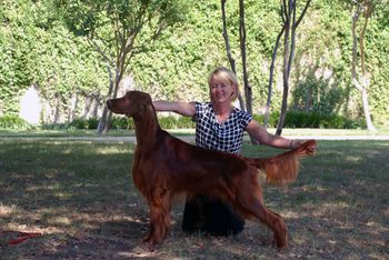 Tank at 15 months old.  We were at the Dallas shows where he won Best In Sweepstakes and a 3 point major.  July 2013
