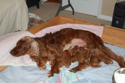 Katie & puppies just after getting home. She is still pretty "out of it" from anesthesia. 10/3/11
