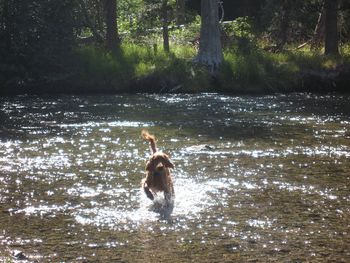 This is Skye (Galewinns Seventh Inning Stretch) having a ball in the Truckee River. What a lucky dog!!
