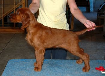 Blue boy at 10 weeks old.
