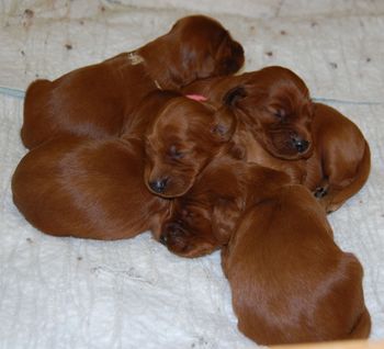 Puppy pile - 8 days old.
