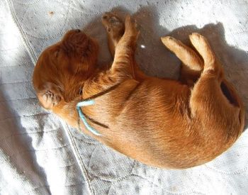 Nothing cuter than a newborn puppy laying in this position!
