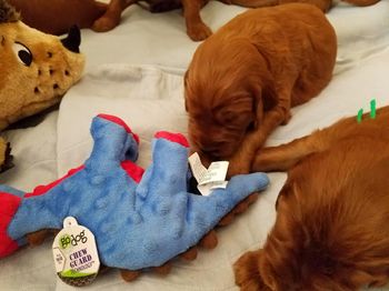 Diane brought new stuffies for the babies - we had so much fun watching their reaction.
