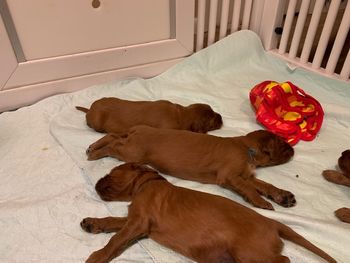 Puppies are 18 days old now - their eyes are open.  They are crawling over the edge of the whelping box into the weaning box now.
