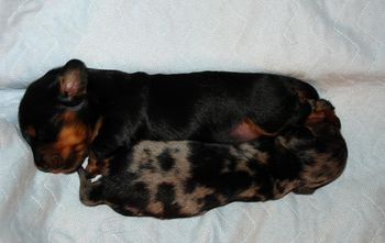 14 days old - the girl is twice as big as the dapple boy!
