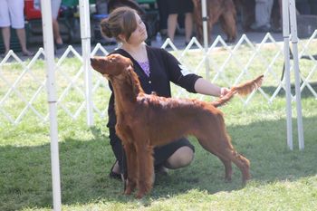 Bailey at his first show at 6 mo old. Thanks to Meghan Johnson for showing him! Aug. 2015
