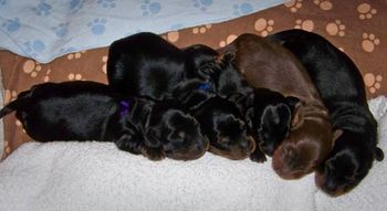 The crew at 1 week old.
