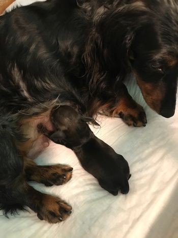 The first puppy is born!  Nursing almost immediately.
